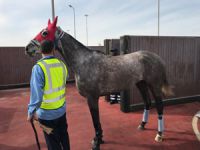 Turkish Cargo Dubai World Cup’ta Yarışacak Atları Taşıdı