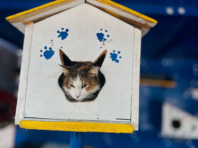 Ekol Lojistik Doğayı Koruma Projesi ile 9 Milyon Can Dostuna Ulaştı