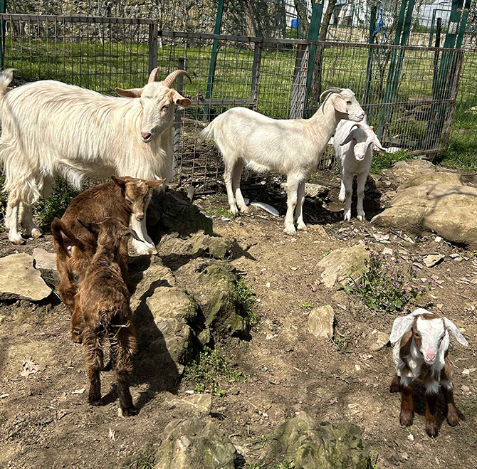 Ekol Lojistik Doğayı Koruma Projesi ile 9 Milyon Can Dostuna Ulaştı