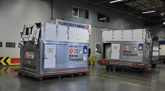 Turkish Cargo 63 Adet Atı Bulutların Üzerinde Güvenle Taşıdı