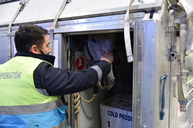 Turkish Cargo 63 Adet Atı Bulutların Üzerinde Güvenle Taşıdı