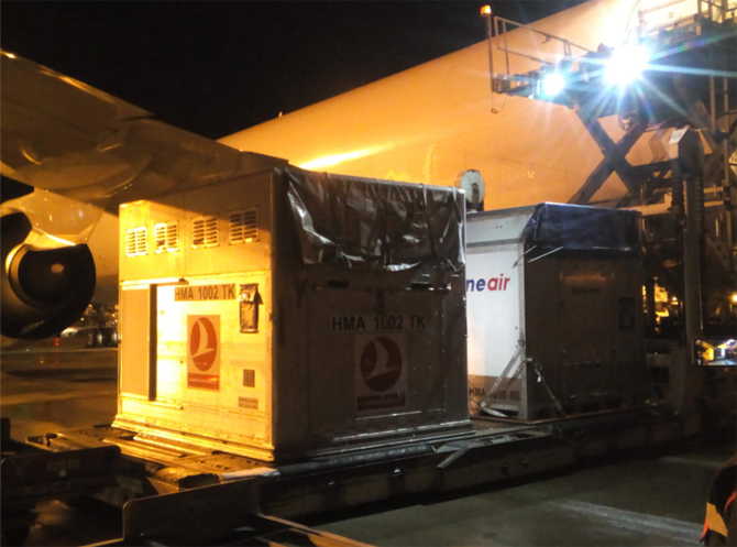 Turkish Cargo 63 Adet Atı Bulutların Üzerinde Güvenle Taşıdı