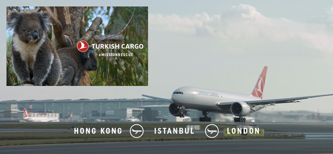 Turkish Cargo Koala Yani’yi Yeni Yuvasına Kavuşturdu